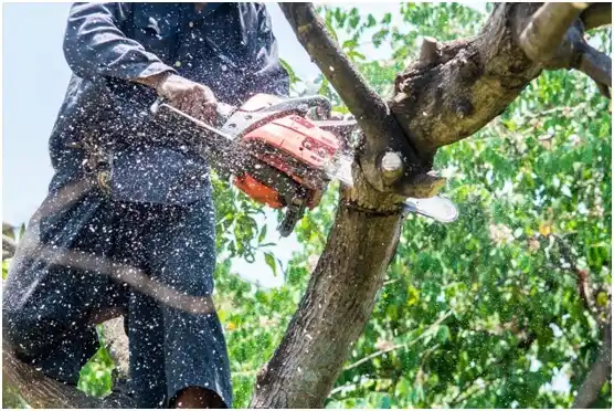 tree services Countryside
